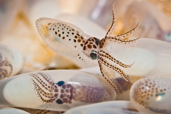 Kraken darknet market ссылка
