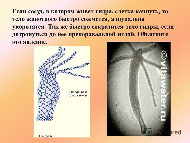 Как отличить оригинальный сайт кракена